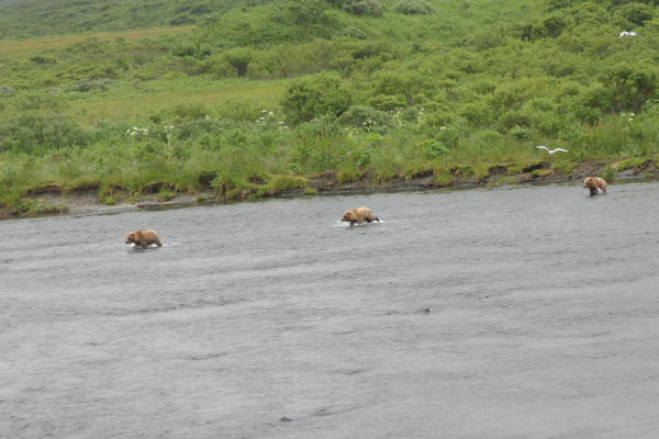 Bear Viewing Kodiak Island Alaska